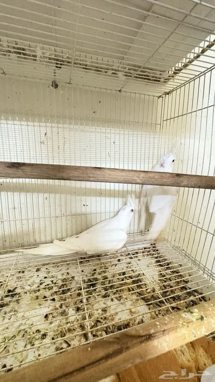 جوز كروان منتج ((( تم البيع خارج الموقع))) 2