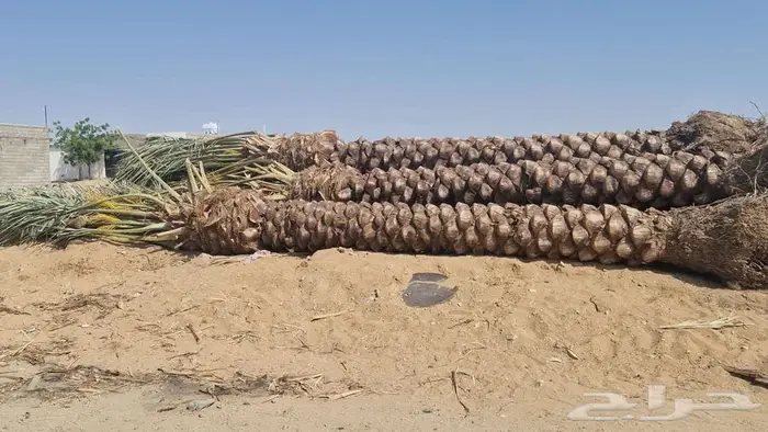 انخل للبيع 0