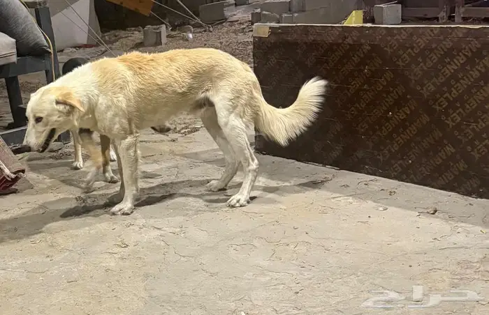 كلب للبيع اليف 0