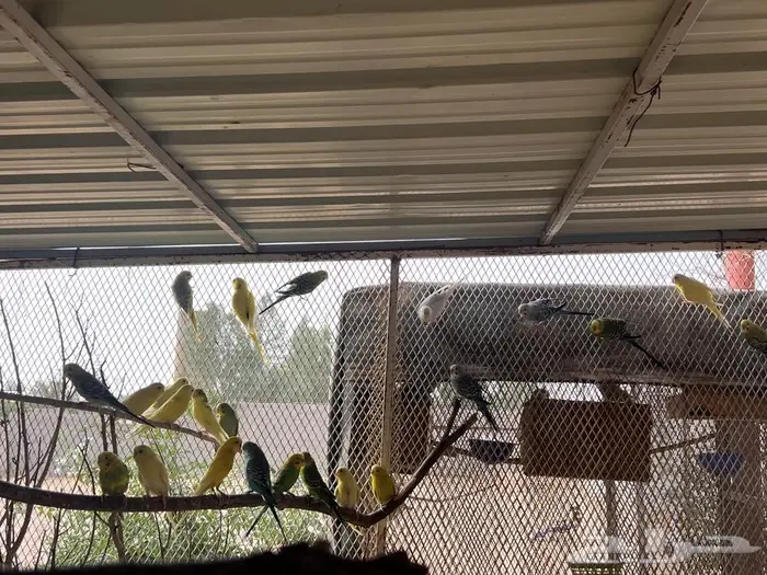 عشة طيور البادجي 4