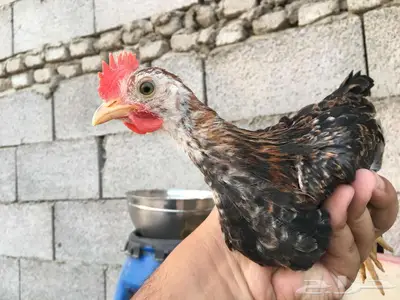 صوص دجاج عربي ترثه 4