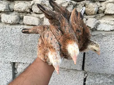 صوص دجاج عربي ترثه 7