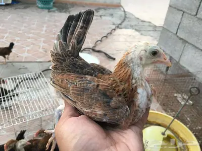 صوص دجاج عربي ترثه 3