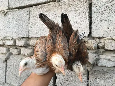 صوص دجاج عربي ترثه 1