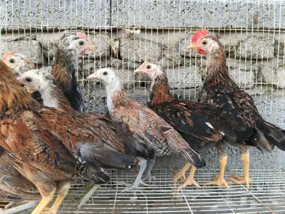 صوص دجاج عربي ترثه 2