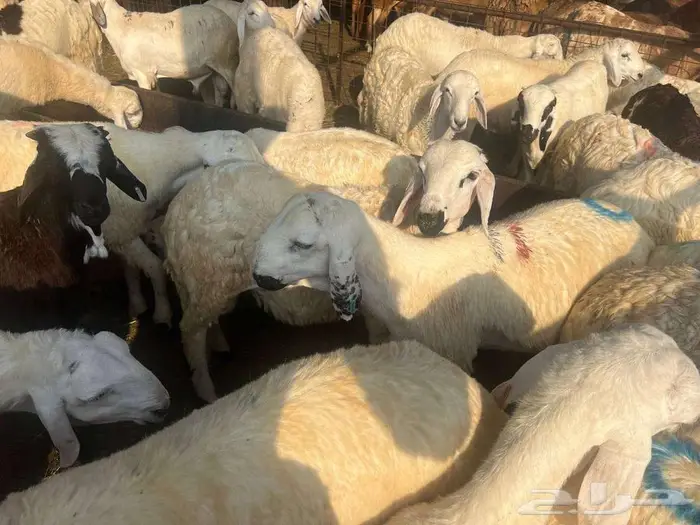 طليان سواكني مع خدمة الذبح التوصيل 9