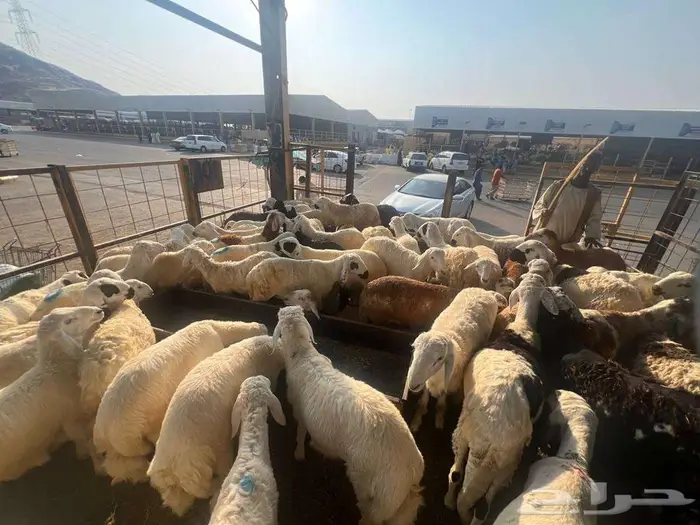 طليان سواكني مع خدمة الذبح التوصيل 15