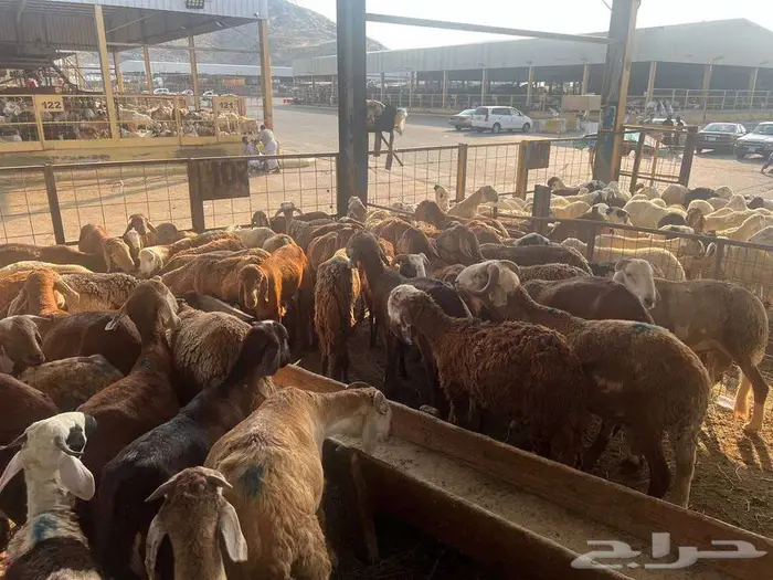 طليان سواكني مع خدمة الذبح التوصيل 12