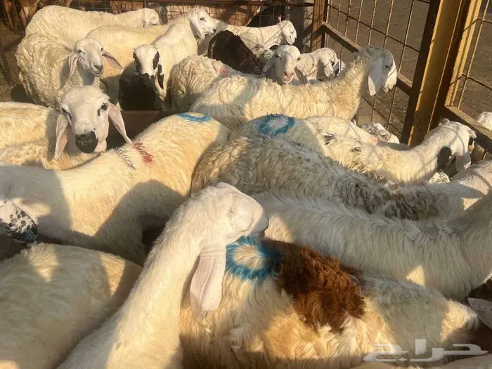 طليان سواكني مع خدمة الذبح التوصيل 20