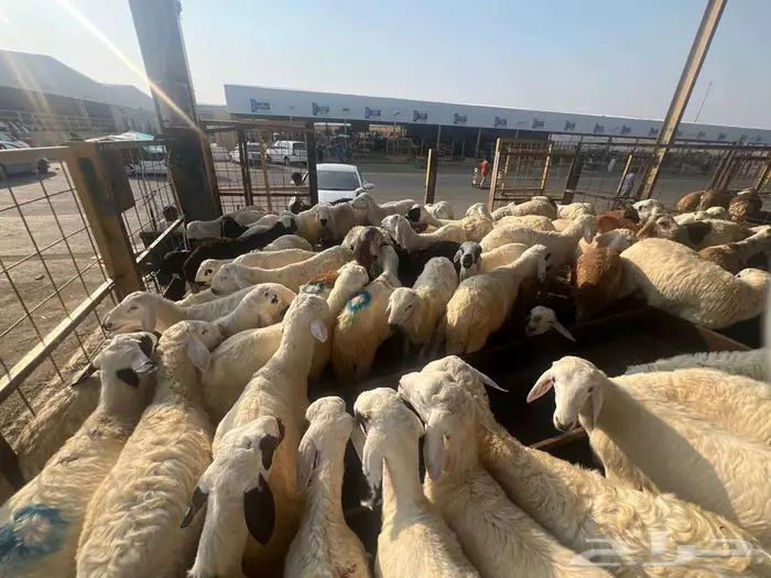 طليان سواكني مع خدمة الذبح التوصيل 23