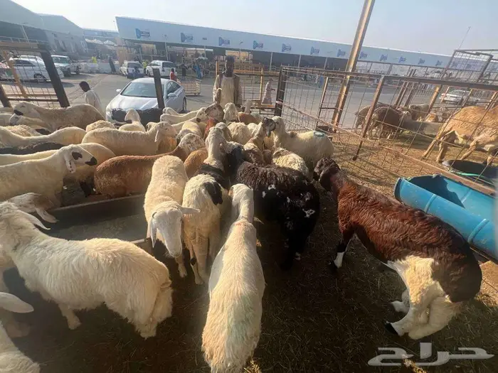 طليان سواكني مع خدمة الذبح التوصيل 32