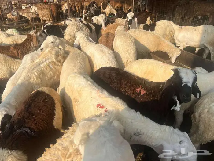 طليان سواكني مع خدمة الذبح التوصيل 13