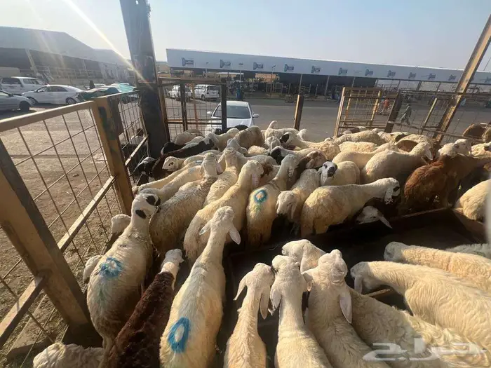 طليان سواكني مع خدمة الذبح التوصيل 22