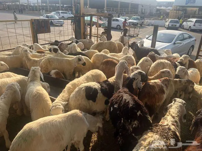 طليان سواكني مع خدمة الذبح التوصيل 19