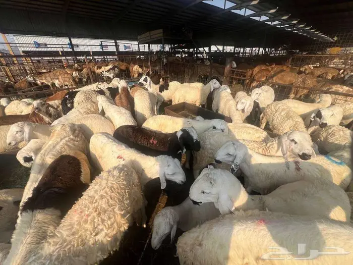 طليان سواكني مع خدمة الذبح التوصيل 25