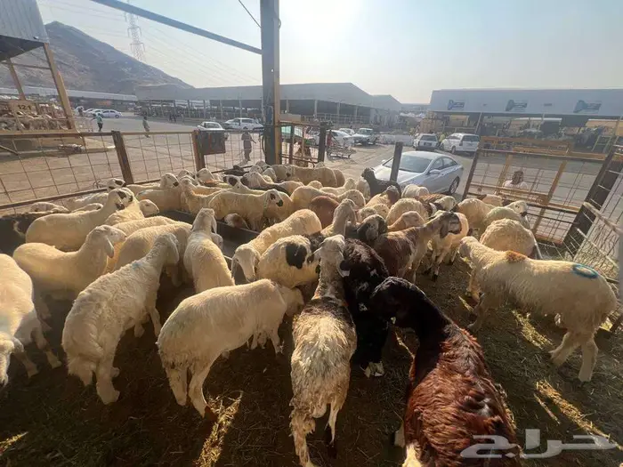 طليان سواكني مع خدمة الذبح التوصيل 11