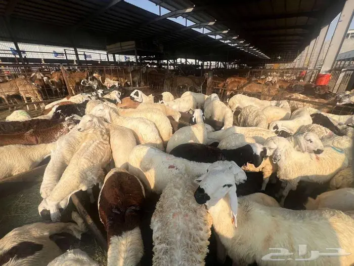 طليان سواكني مع خدمة الذبح التوصيل 14