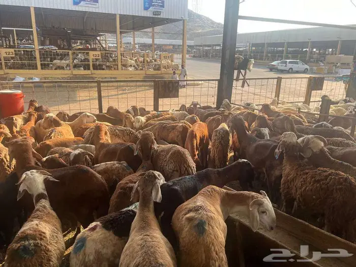 طليان سواكني مع خدمة الذبح التوصيل 29