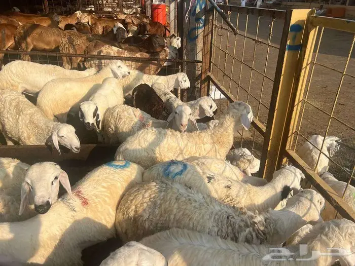 طليان سواكني مع خدمة الذبح التوصيل 8