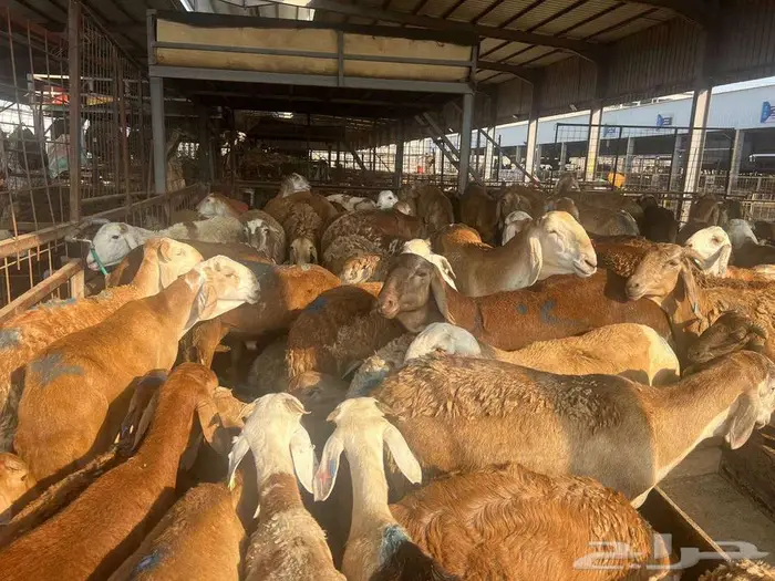 طليان سواكني مع خدمة الذبح التوصيل 28