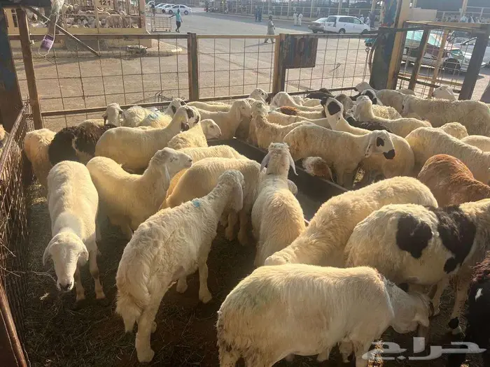 طليان سواكني مع خدمة الذبح التوصيل 6