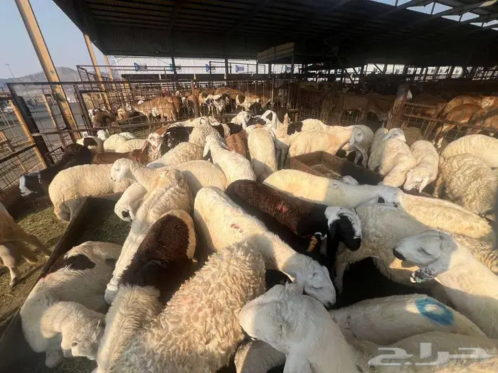 طليان سواكني مع خدمة الذبح التوصيل 7