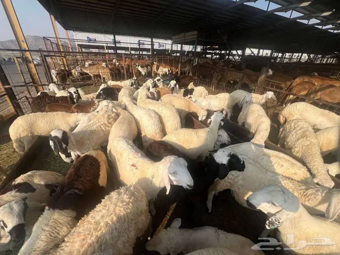 طليان سواكني مع خدمة الذبح التوصيل 5