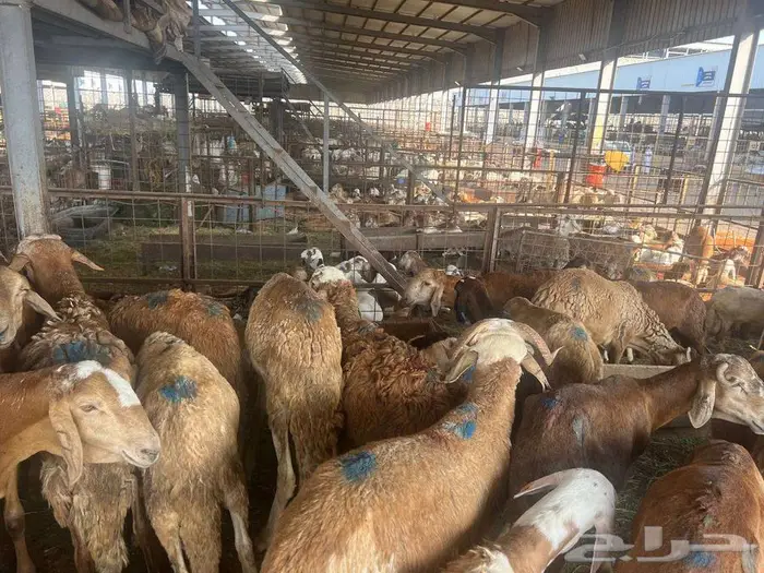 طليان سواكني مع خدمة الذبح التوصيل 31