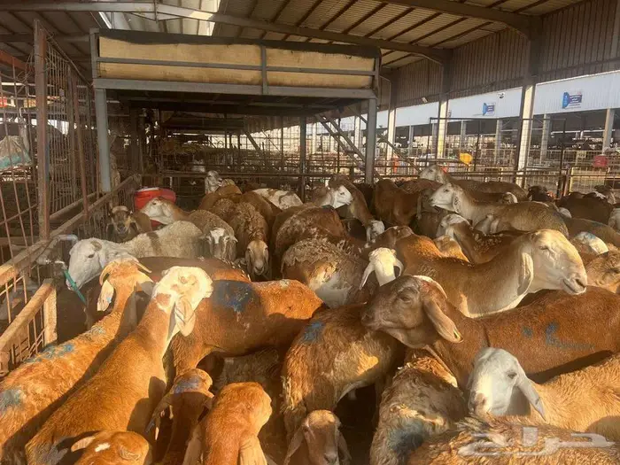 طليان سواكني مع خدمة الذبح التوصيل 27