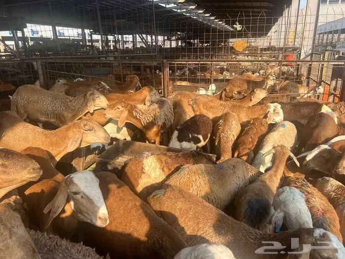 طليان سواكني مع خدمة الذبح التوصيل 30