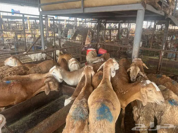 طليان سواكني مع خدمة الذبح التوصيل 3