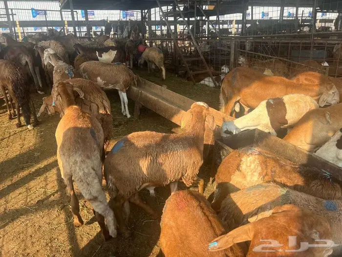 طليان سواكني مع خدمة الذبح التوصيل 18