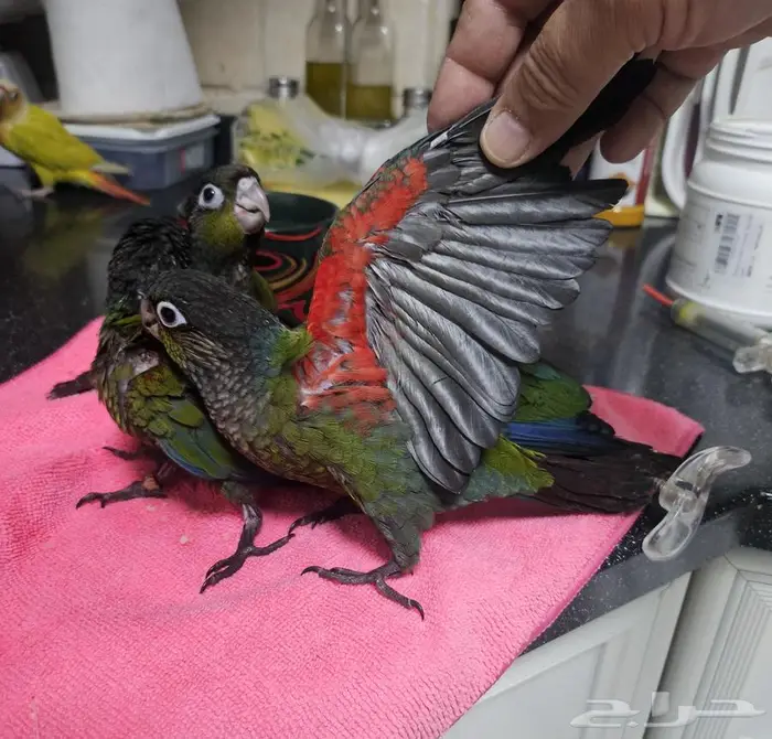 فروخ كنيور كريمسون عدد 4 0