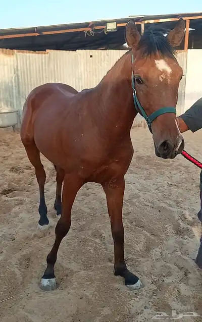 مزاد هجر لبيع وعرض الخيول 1