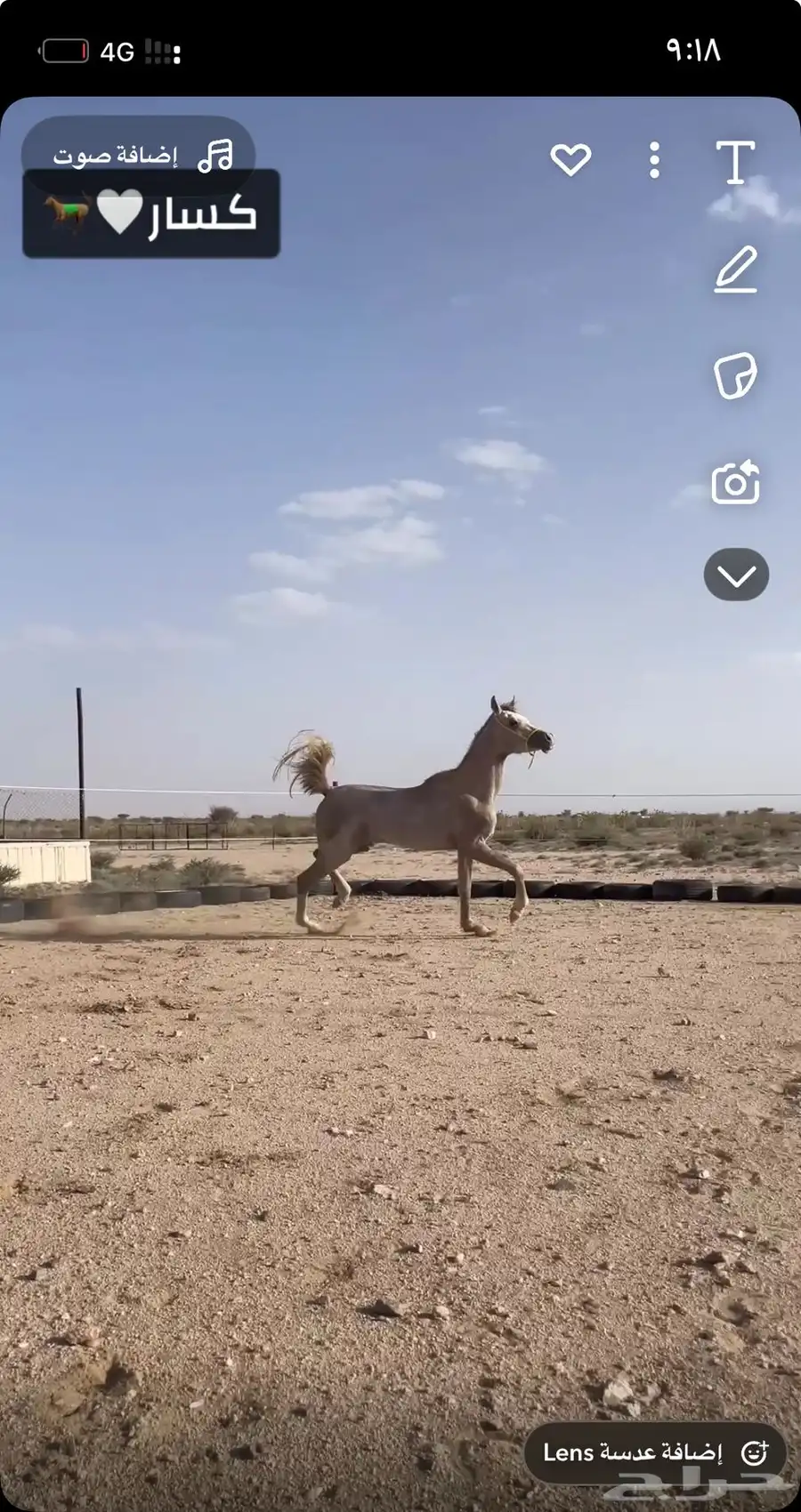 حصان شعبي العمر سنتين وثلاث اشهور السلامه سليم وحار 1