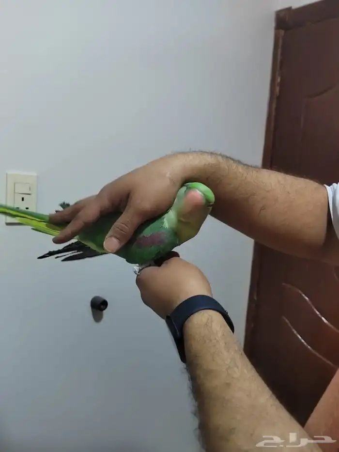 دره نبالي 4