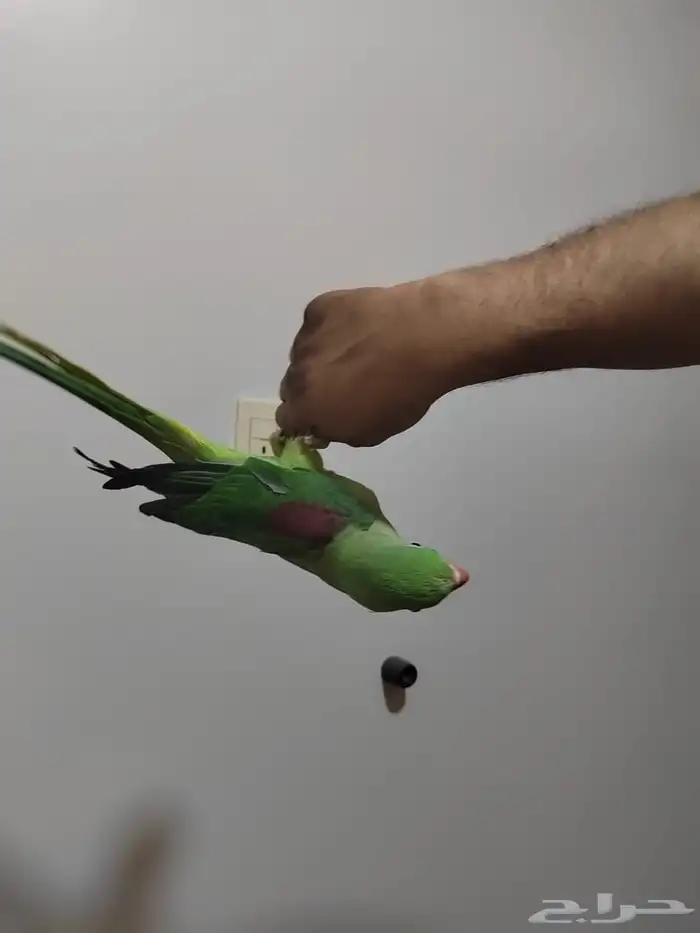 دره نبالي 7
