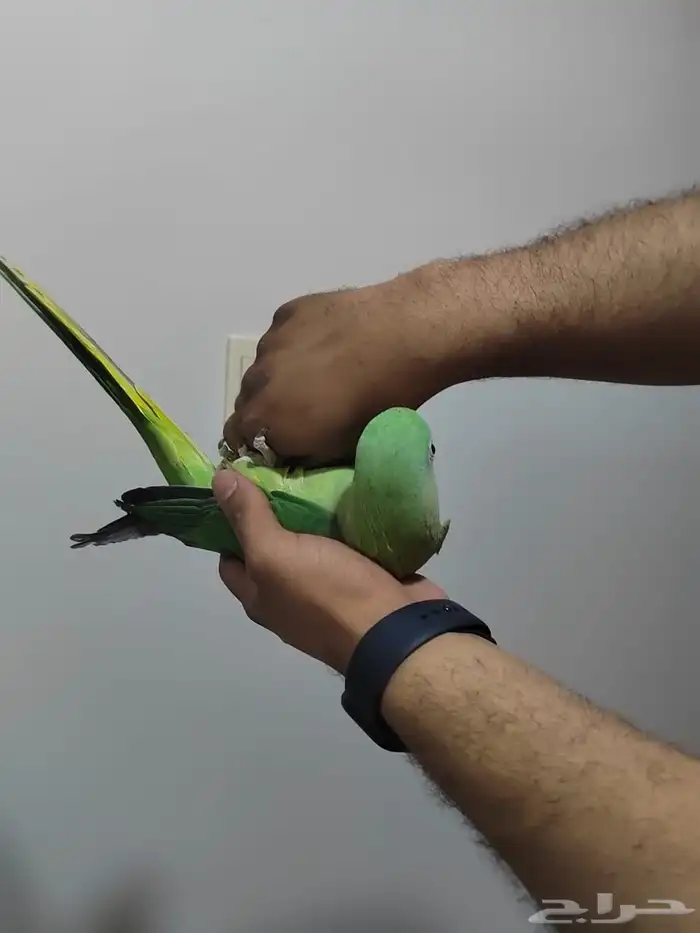 دره نبالي 5