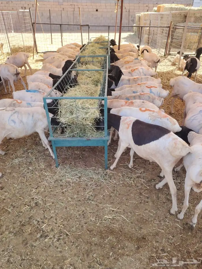 برابر أوزان عاليه مربي 0