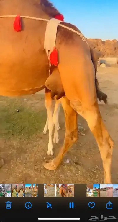 خلفه ساحيله 3