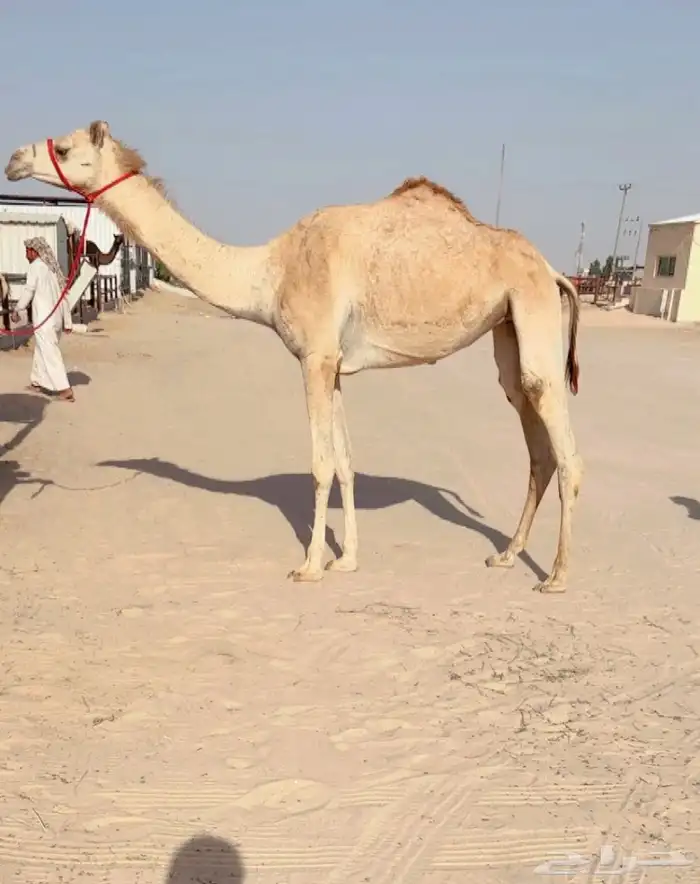 حقه راهيه بنت جلمود 0