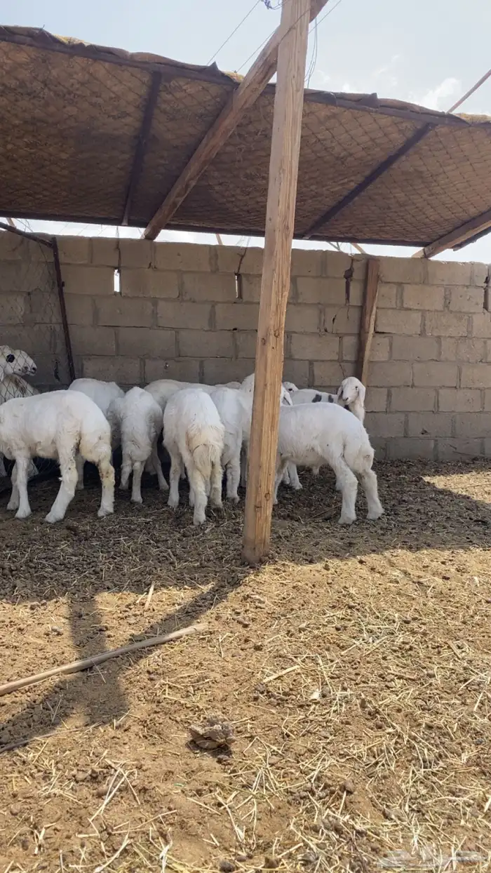 بهم بر ي حري للبيع ( تم البيع ) 0