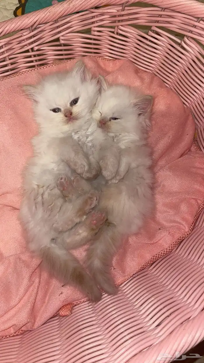 قطط شيرازي للبيع 5