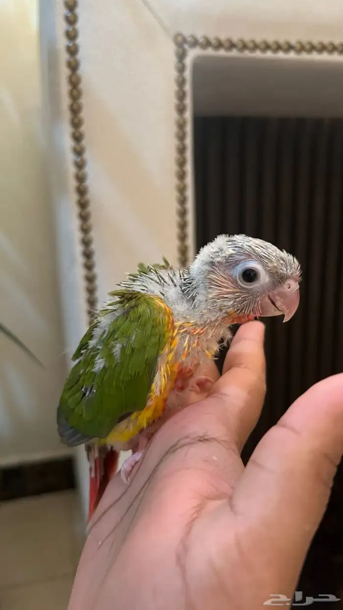 فرخ كنيور صبغه قويه غر نشبه تدريب هدد يصلح للمبتدئين 2