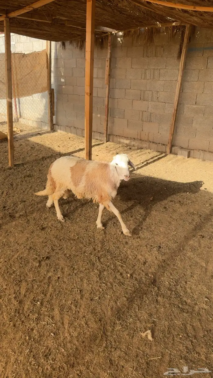 سواكن ثلاجه تم البيع 0