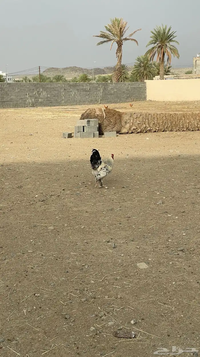 ديك براهما 3