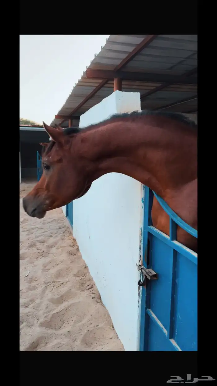 إعلان إيواء خيل 4