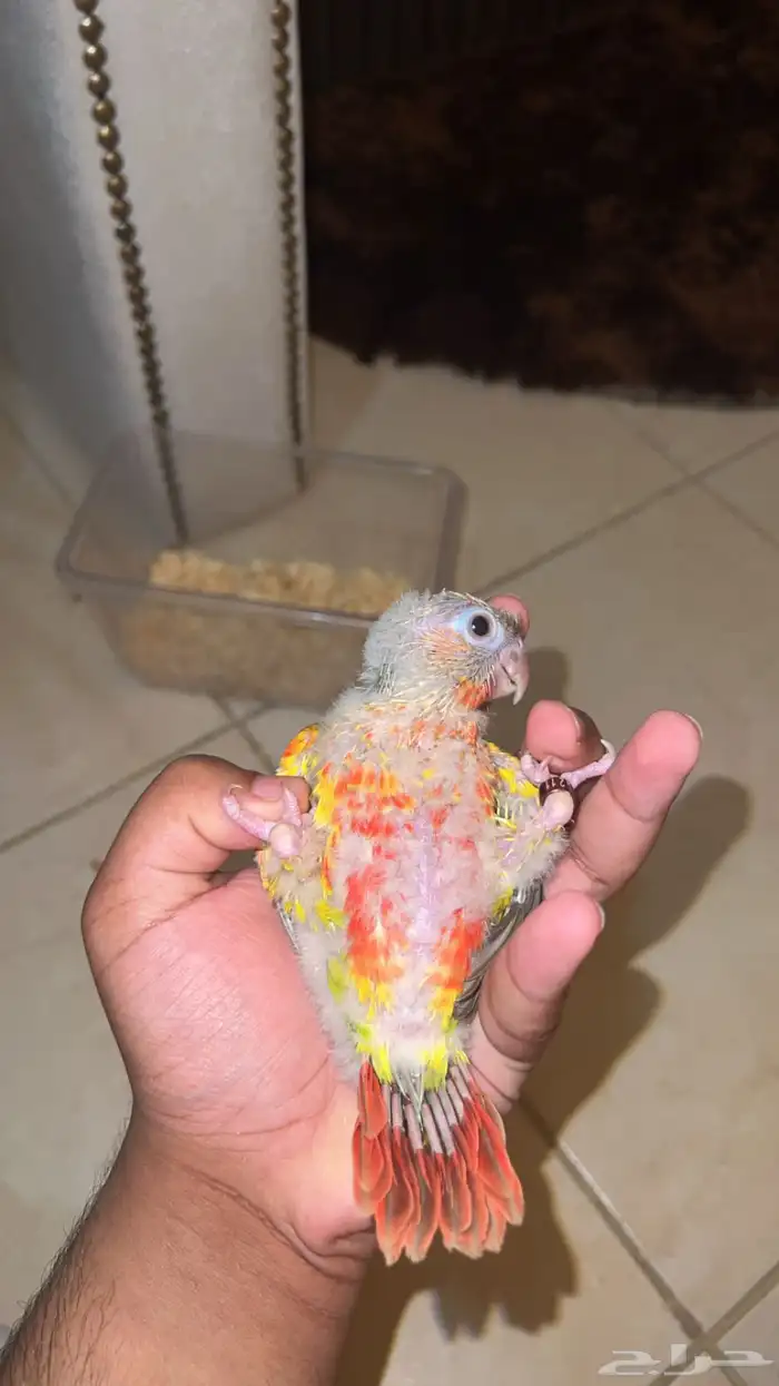 فرخ كنيور صبغه قويه غر نشبه تدريب هدد يصلح للمبتدئين 1