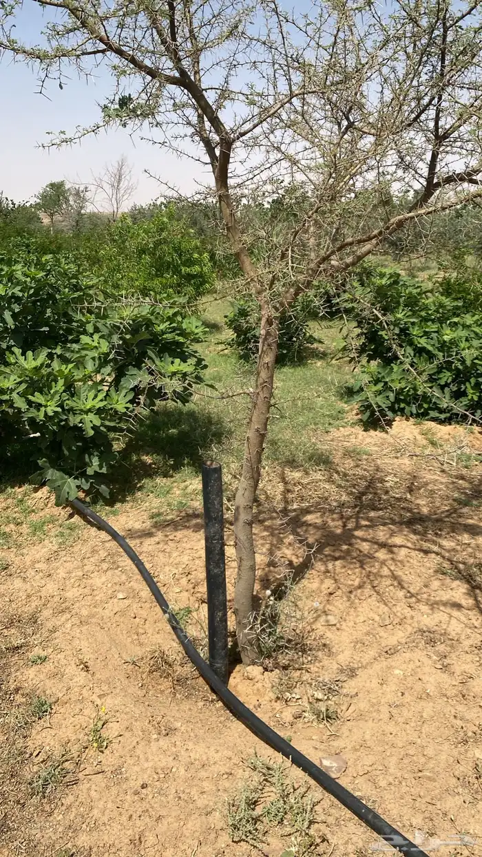 أشجار قرض و طلح 1