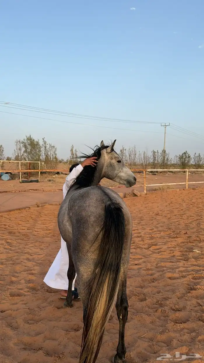 حصان شعبي 0